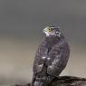 Sparviere - Sparrow Hawk (Accipiter nisus)