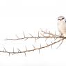 Black Shouldered Kite - Nibbio Bianco