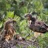 Biancone - Short toed snake eagle (Circaetus gallicus)