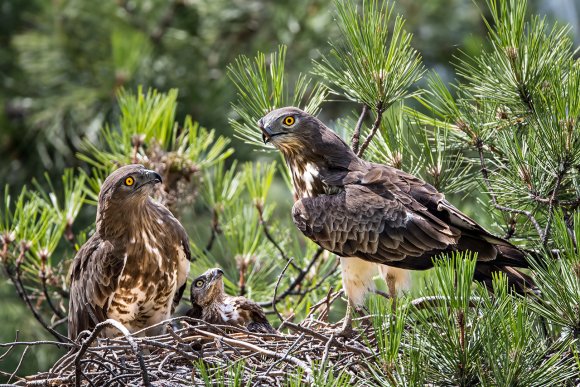 Biancone - Short toed snake eagle (Circaetus gallicus)