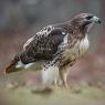 Poiana coda rossa - Red tailed Hawk (Buteo jamaicensis)