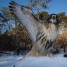 Poiana coda rossa - Red tailed Hawk (Buteo jamaicensis)