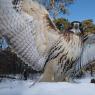 Poiana coda rossa - Red tailed Hawk (Buteo jamaicensis)