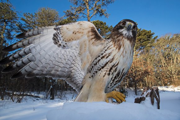 Poiana coda rossa - Red tailed Hawk (Buteo jamaicensis)