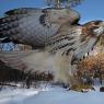 Poiana coda rossa - Red tailed Hawk (Buteo jamaicensis)