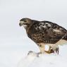 Poiana coda rossa - Red tailed Hawk (Buteo jamaicensis)