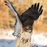 Poiana coda rossa - Red tailed Hawk (Buteo jamaicensis)