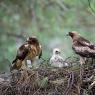 Aquila minore - Booted eagle (Hieraaetus pennatus)