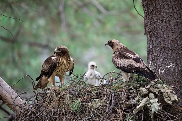 Aquila minore - Booted eagle (Hieraaetus pennatus)