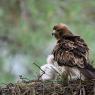 Aquila minore - Booted eagle (Hieraaetus pennatus)