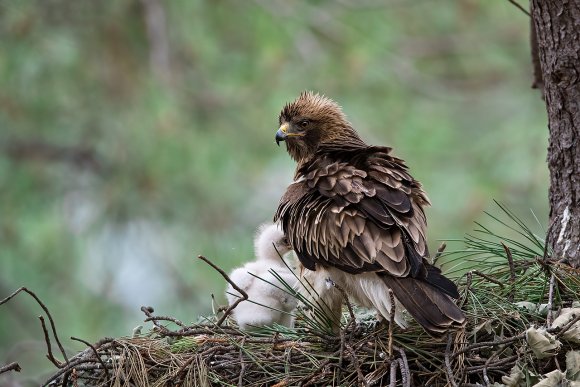 Aquila minore - Booted eagle (Hieraaetus pennatus)