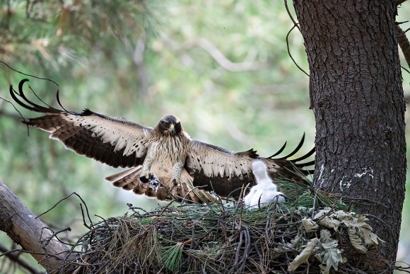 Aquila minore - Booted eagle (Hieraaetus pennatus)