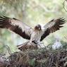 Aquila minore - Booted eagle (Hieraaetus pennatus)