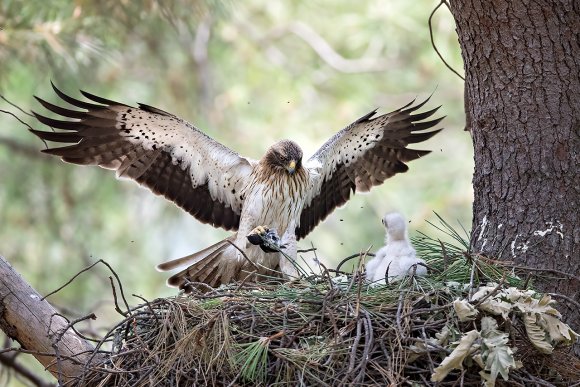 Aquila minore - Booted eagle (Hieraaetus pennatus)