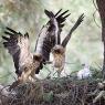 Aquila minore - Booted eagle (Hieraaetus pennatus)