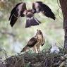 Aquila minore - Booted eagle (Hieraaetus pennatus)