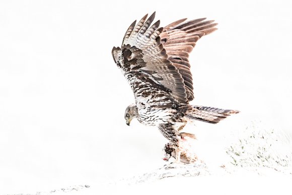 Aquila di Bonelli - Bonelli's eagle (Aquila fasciata)