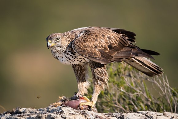 Aquila di Bonelli - Bonelli's eagle (Aquila fasciata)