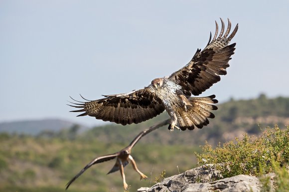 Aquila di Bonelli - Bonelli's eagle (Aquila fasciata)