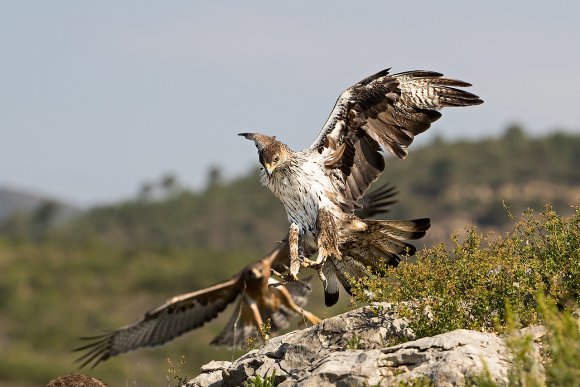 Aquila di Bonelli - Bonelli's eagle (Aquila fasciata)