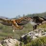 Aquila di Bonelli - Bonelli's eagle (Aquila fasciata)