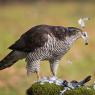 Astore - Northern goshawk (Accipiter gentilis)