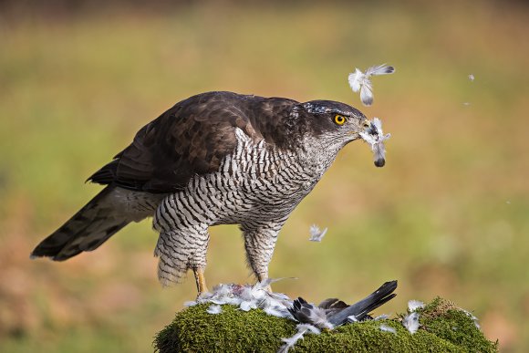 Astore - Northern goshawk (Accipiter gentilis)