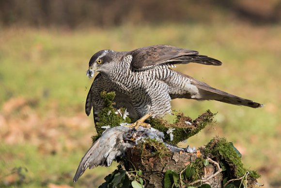 Astore - Northern goshawk (Accipiter gentilis)