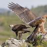 Aquila di Bonelli - Bonelli's eagle (Aquila fasciata)