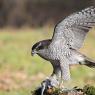 Astore - Northern goshawk (Accipiter gentilis)