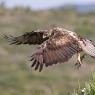 Aquila di Bonelli - Bonelli's eagle (Aquila fasciata)