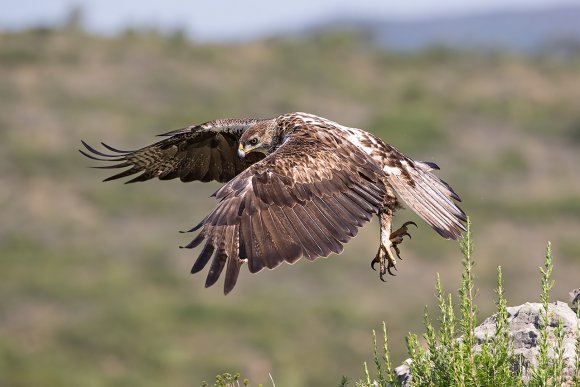 Aquila di Bonelli - Bonelli's eagle (Aquila fasciata)