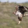 Aquila di Bonelli - Bonelli's eagle (Aquila fasciata)