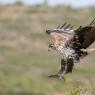 Aquila di Bonelli - Bonelli's eagle (Aquila fasciata)