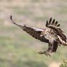 Aquila di Bonelli - Bonelli's eagle (Aquila fasciata)