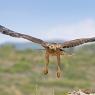 Aquila di Bonelli - Bonelli's eagle (Aquila fasciata)