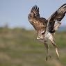 Aquila di Bonelli - Bonelli's eagle (Aquila fasciata)