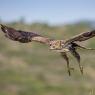 Aquila di Bonelli - Bonelli's eagle (Aquila fasciata)