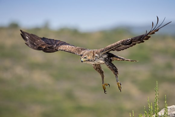 Aquila di Bonelli - Bonelli's eagle (Aquila fasciata)