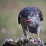 Astore - Northern goshawk (Accipiter gentilis)