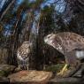 Poiana - Common buzzard