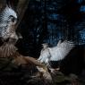 Astore - Goshawk