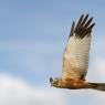 Falco di palude - Western marsh harrier (Circus aeruginosus)