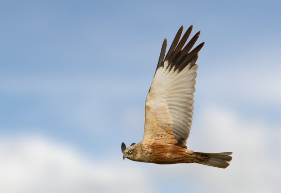 Falco di palude - Western marsh harrier (Circus aeruginosus)