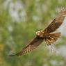 Falco di palude - Western marsh harrier (Circus aeruginosus)