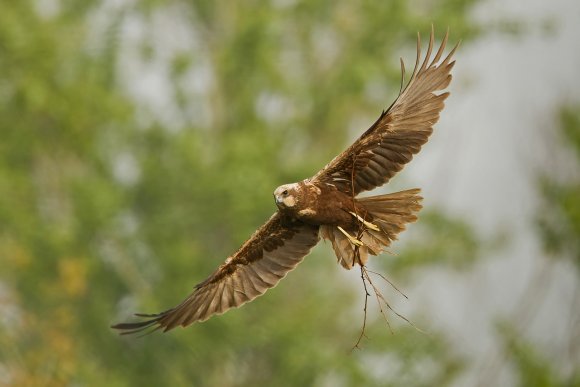 Falco di palude - Western marsh harrier (Circus aeruginosus)