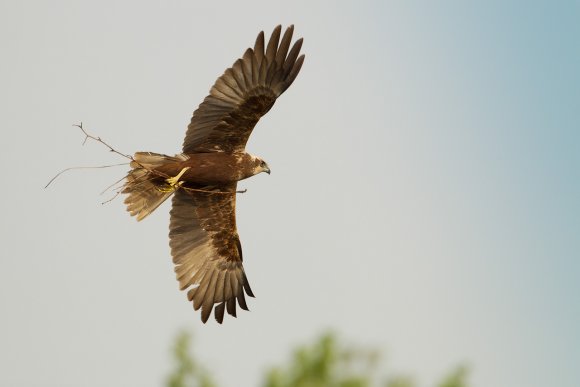 Falco di palude - Western marsh harrier (Circus aeruginosus)