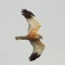 Falco di palude - Western marsh harrier (Circus aeruginosus)