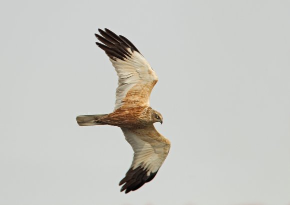 Falco di palude - Western marsh harrier (Circus aeruginosus)