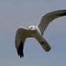 Albanella pallida - Pallid harrier (Circus macrourus)